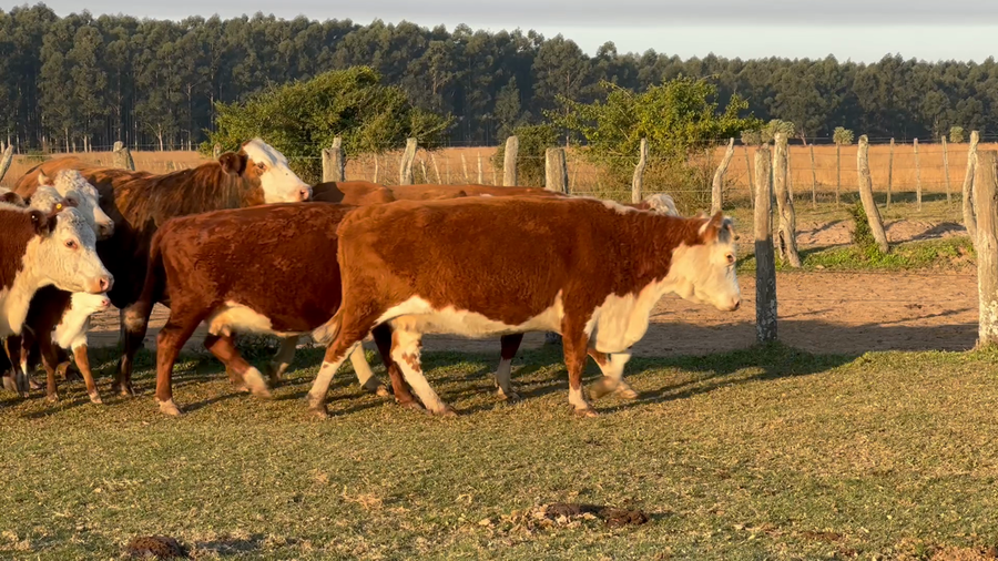 Lote 40 Vacas usadas preñadas en Corrientes, Chavarría