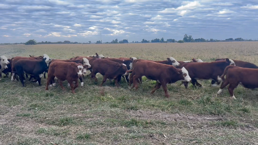 Lote 110 Terneros en Corrientes, Goya