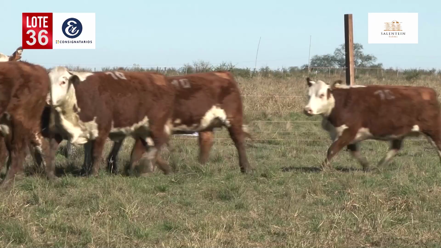 Lote Vaquillas Braford Planteleras Señal ´19-Preñadas IATF (17-12-2021) y Servicio Colectivo (27/12/21 al 05/02/22)