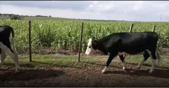 Lote 2 Vaquillonas en San José