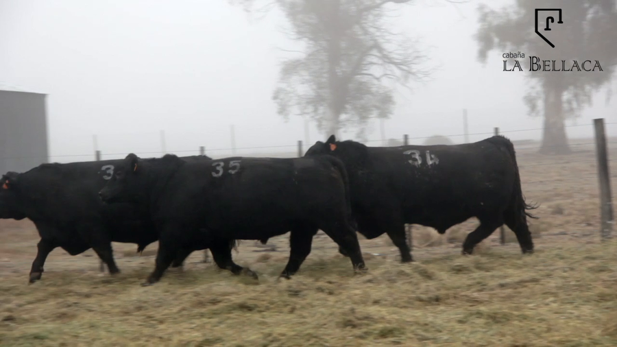 Lote TOROS PUROS CONTROLADOS