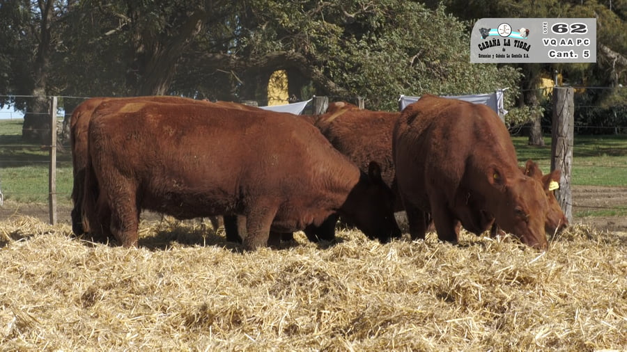 Lote VAQUILLONAS  PC  PARICION PRIMAVERA