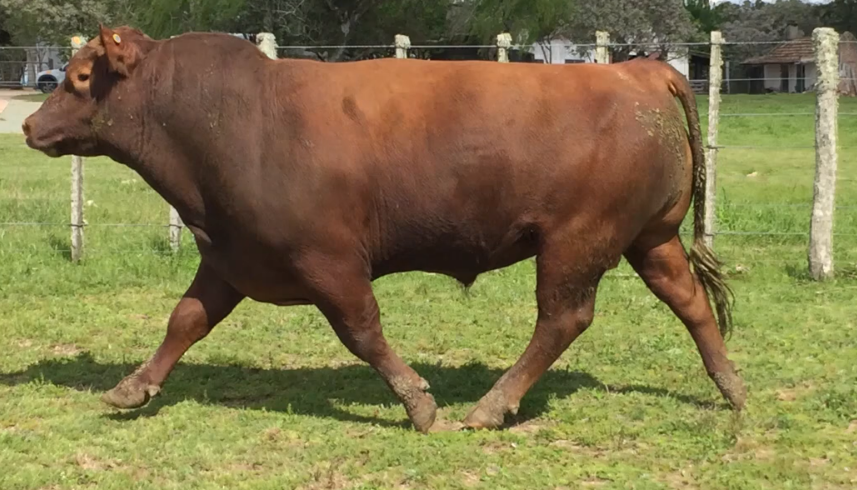 Lote Toros a remate en Cabaña Rebenque , Florida