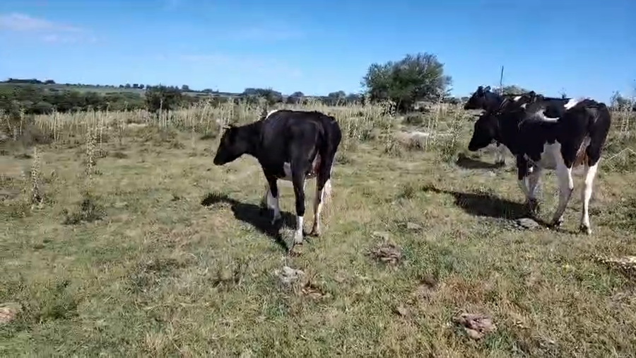 Lote 3 Vaquillonas Proximas a remate en Ultima pantalla del año - Escritorio Camy 520kg - , San José