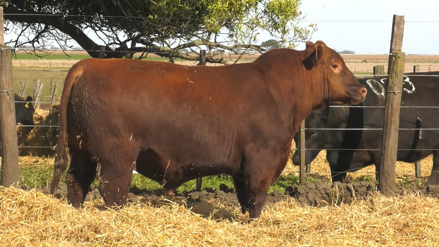 Lote Toros PC Colorado