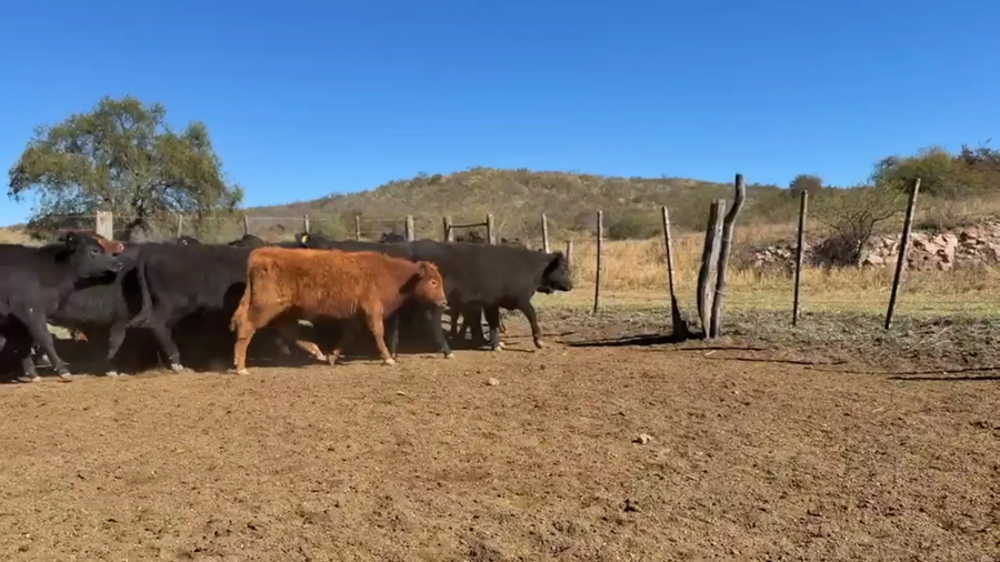 Lote 60 Terneros