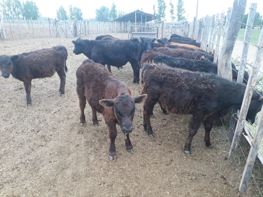 Lote 100 Terneros/as 110kg - , Mendoza