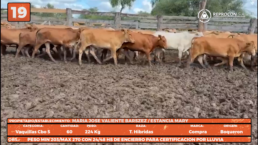 Lote LOTE 19