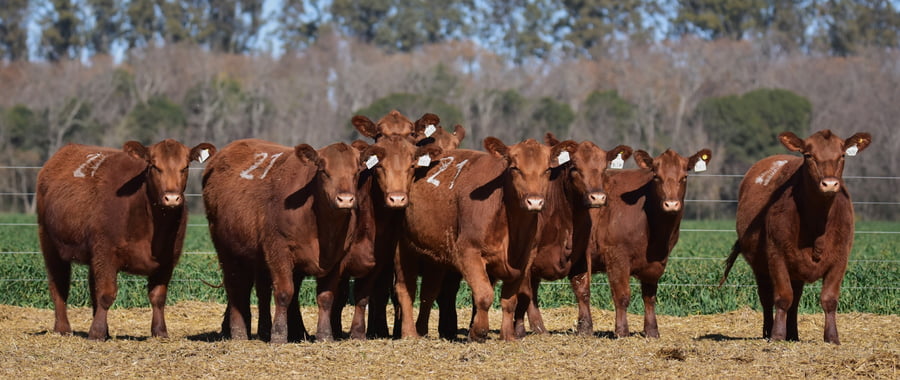 Lote VAQUILLONAS ANGUS PC PRIMAVERA