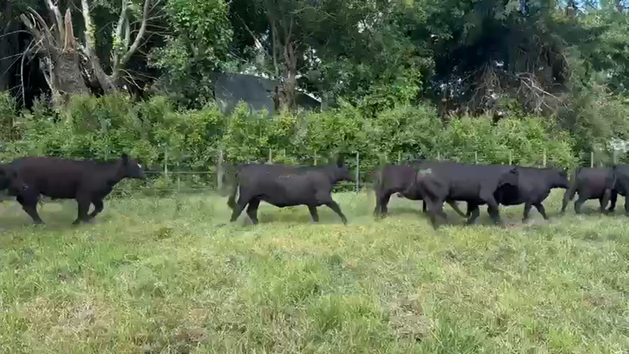 Lote 50 Novillitos y vaquillonas