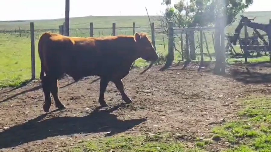 Lote Toros a remate en Pantalla Camy 600kg - , San José