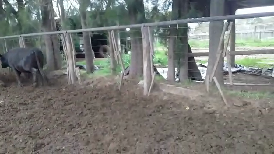 Lote 60 Vacas Braford en Cayastá, Santa Fe