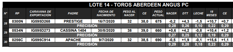 Lote TOROS ANGUS PC