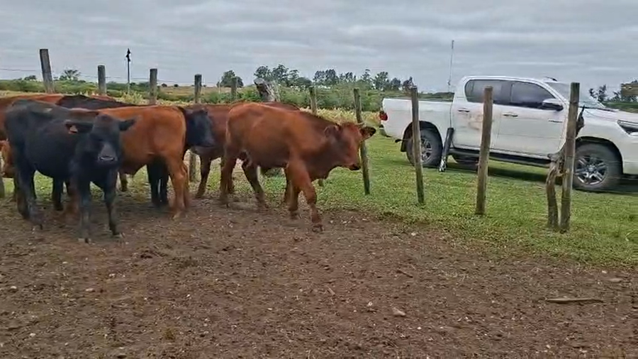 Lote TERNEROS