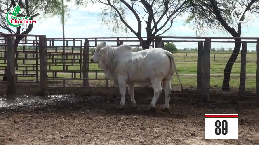 Lote Brahman