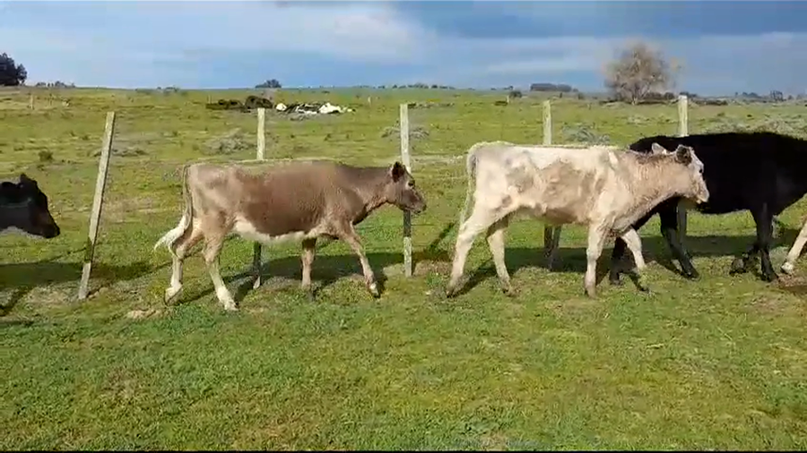 Lote (Vendido)7 Terneras 3 CHAROLAIS /  4 NORMANDO/ HOLANDO a remate en #35 Pantalla Carmelo 240kg -  en CERROS NEGROS
