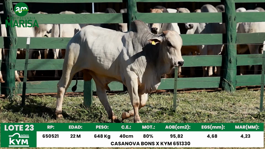 Lote Lote 23