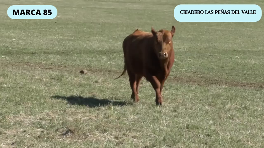 Lote 1 Toro en Coyhaique, XI Región Aysén