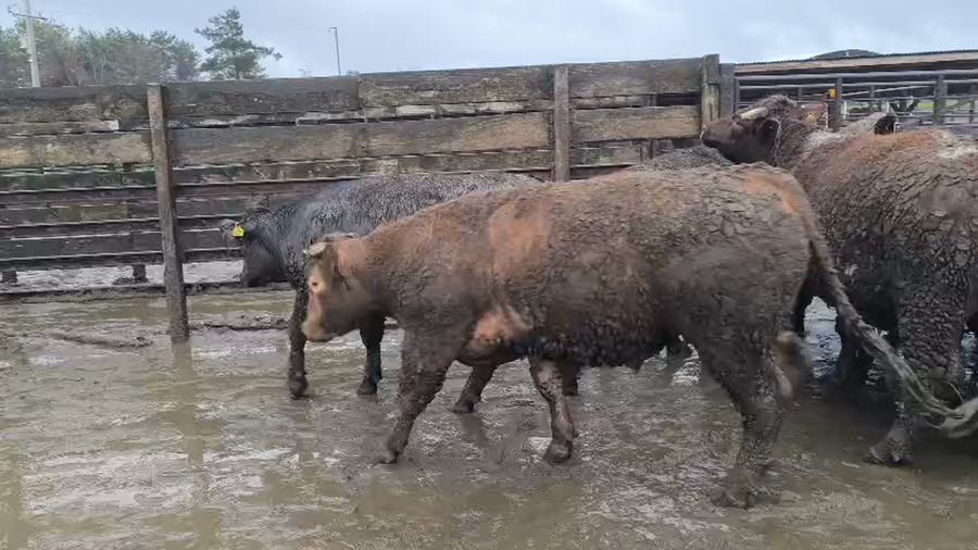 Lote 20 Novillo Gordo en Los Ángeles, VIII Región Biobío