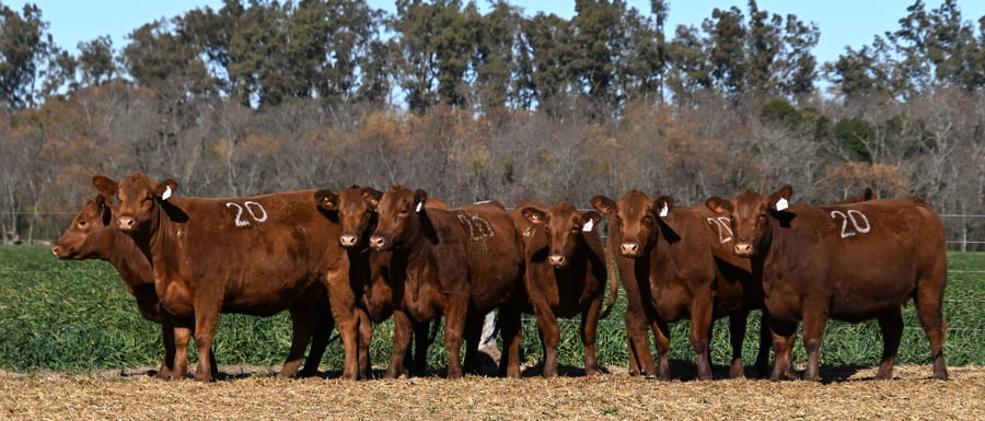 Lote VAQUILLONAS ANGUS PC PRIMAVERA