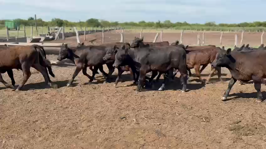 Lote 70 Terneros a término