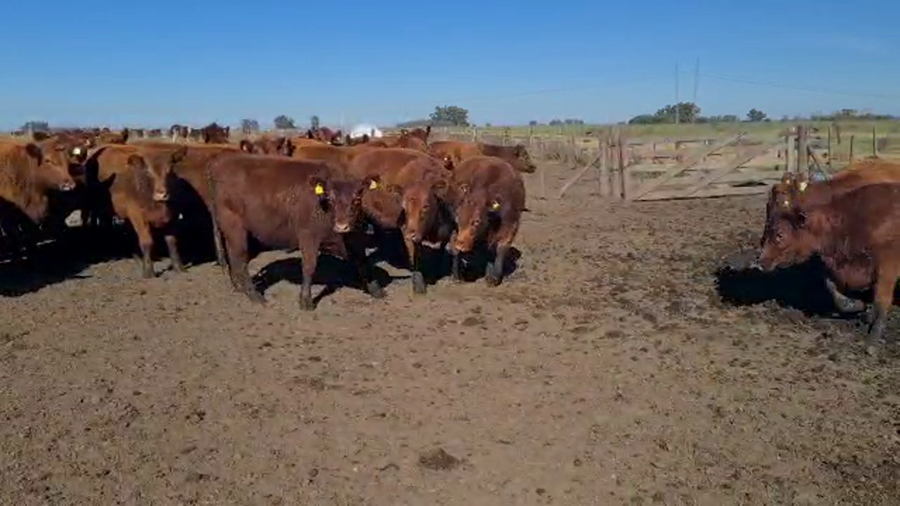 Lote 25 Vaquillonas C/ gtia de preñez en Las Flores, Buenos Aires