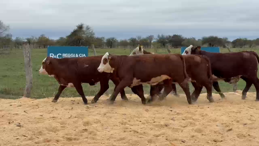 Lote Cabaña Olazul SA