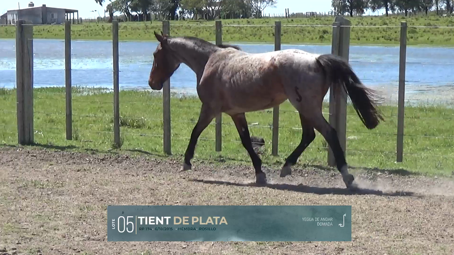 Lote Yeguarizos a remate en Criollos, Montevideo