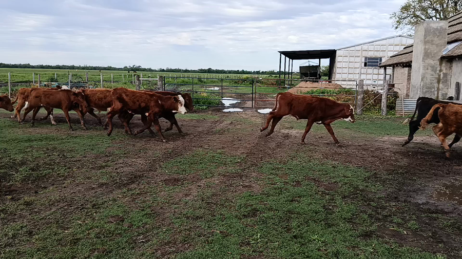 Lote 50 Terneros Braford y sus cruzas en Naré, Santa Fe
