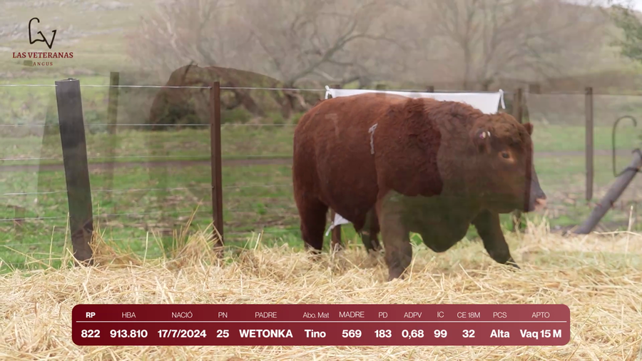 Lote Lote 3 Toros - RP 822