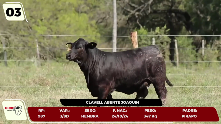 Lote LOTE 3 - JUNIOR