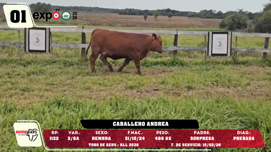 Lote LOTE 1