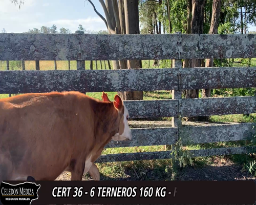 Lote (Vendido)6 Terneros 2 RA X HE,  1 HE X HO,  1HO,  1 KIWY,  1 HO X PARDO SUIZO a remate en 12° Remate por Pantalla 160kg -  en - PARAJE CHACRAS DE BORGHI, A 1 KM DE TRINIDAD -