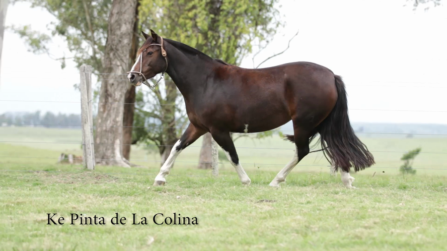 Lote KE PINTA DE LA COLINA R.P 214