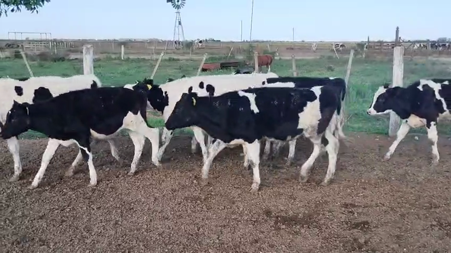 Lote 14 Terneras Holando Argentino en Brinkman, Córdoba