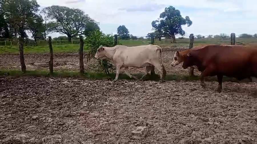 Lote 5 Vacas de invernar