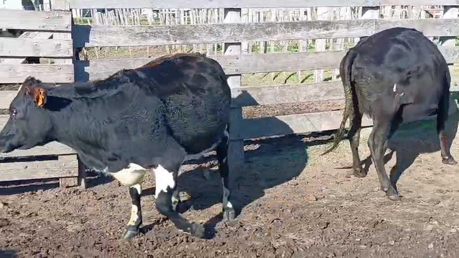 Lote 2 Vaquillonas  a remate en Pantalla Camy 450kg - , San José