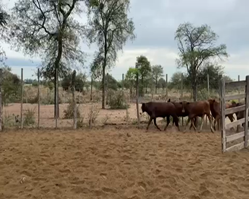 Lote 100 Terneros/as en Pampa del Infierno, Chaco