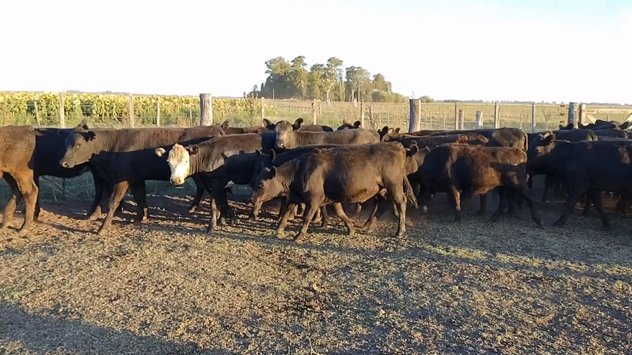 Lote Novillitos y vaquillonas en Rauch, Buenos Aires