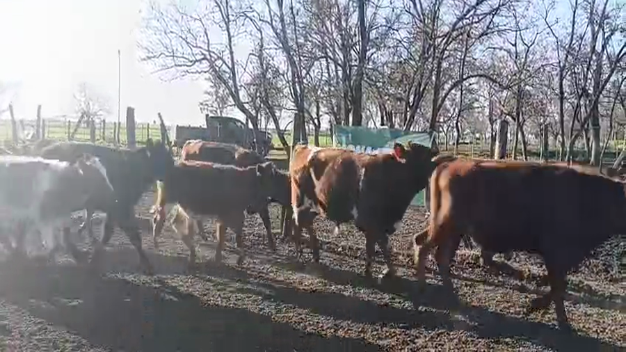Lote 11 Terneros Holando en 30 de Agosto