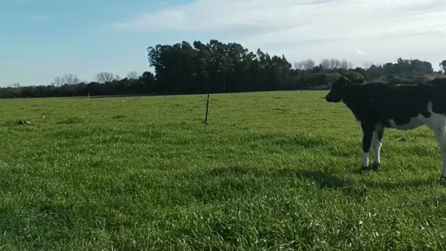 Lote 2 Terneras HOLANDO a remate en 5to remate por pantalla ENTRE MARTILLOS 70kg - , San José