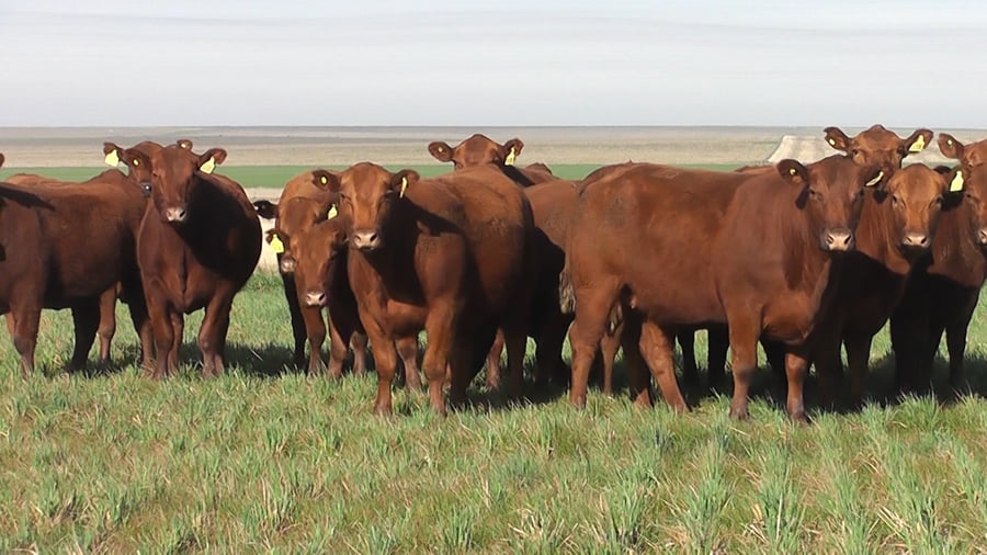 Lote VAQ. A. ANGUS COLORADAS P. CONTROLADAS  PARICIÓN DE OTOÑO