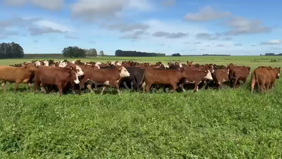 Lote 80 Novillitos