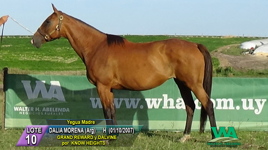 Lote DALIA MORENA (Arg)