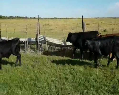 Lote 118 Terneros/as en Santa Sylvina, Chaco