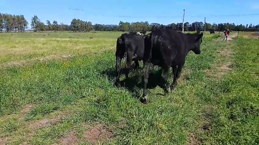 Lote 14 Novillos a remate en Pantalla Camy, San José