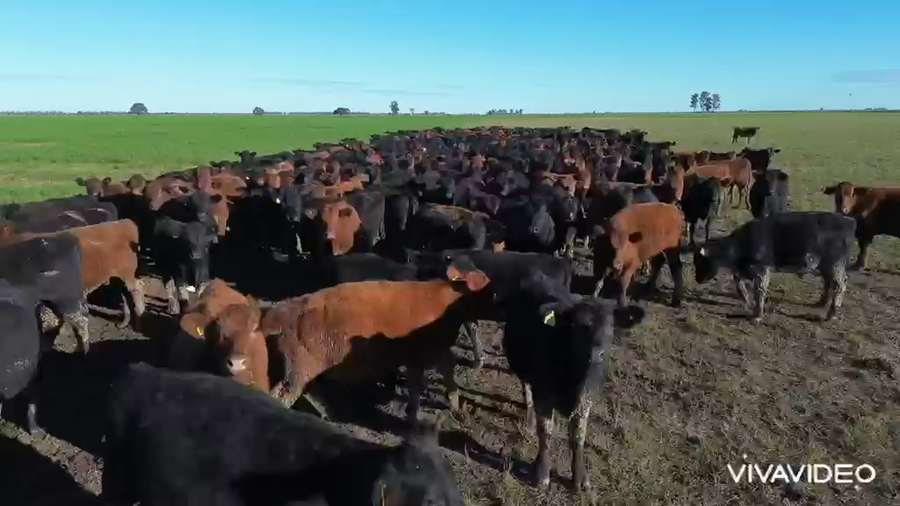 Lote 400 Novillitos