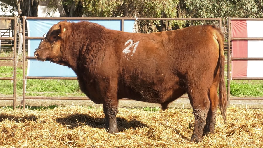 Lote TOROS ANGUS COLORADOS PC