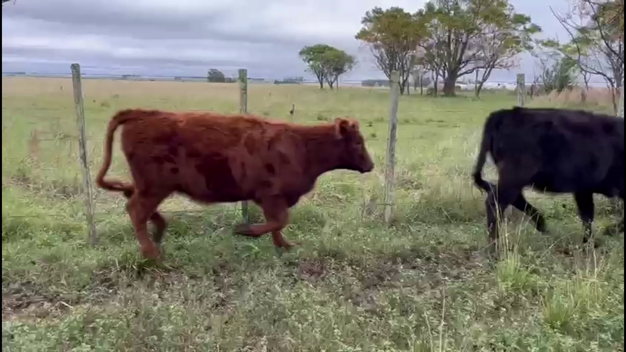 Lote TERNEROS Y TERNERAS