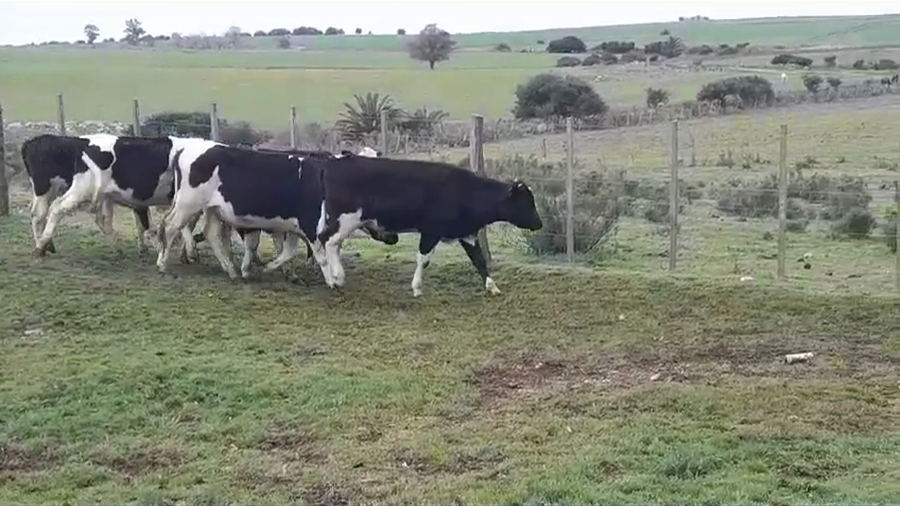 Lote NOVILLOS HOLANDO